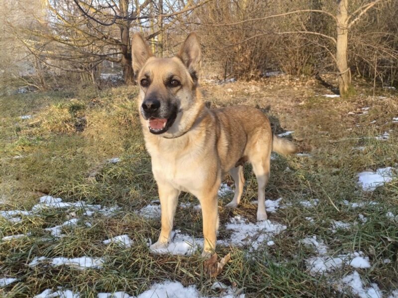 Kira