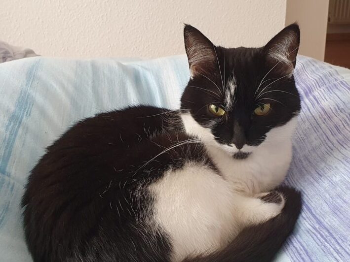Lucie möchte nicht ins Tierheim