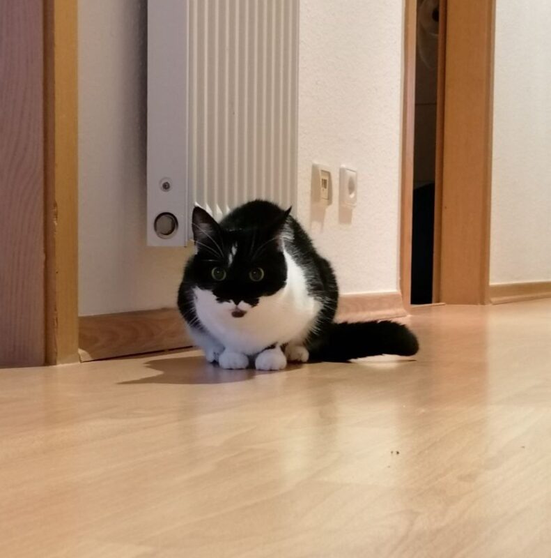 Lucie möchte nicht ins Tierheim