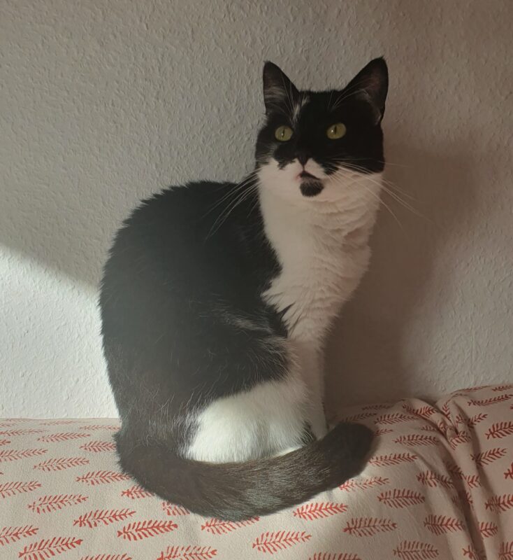 Lucie möchte nicht ins Tierheim