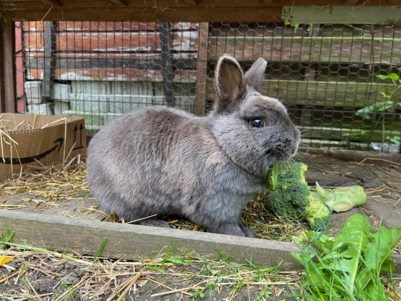 Häsin „Ninja“ möchte nicht ins Tierheim Häsin „Ninja“ möchte nicht ins Tierheim
