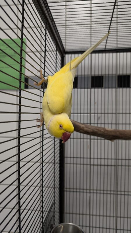Halsbandsittich