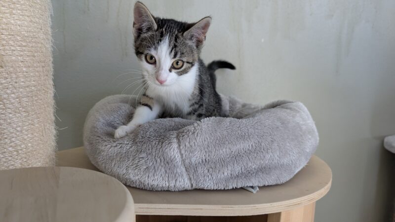 Katzenkinder