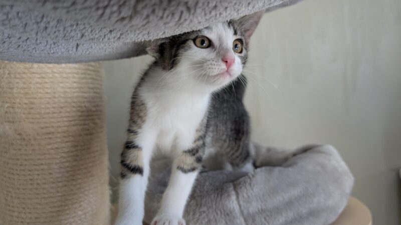 Katzenkinder