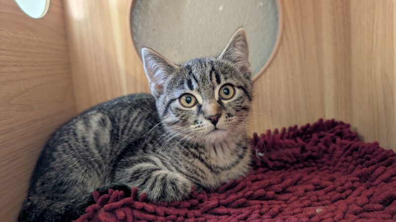 Katzenkinder