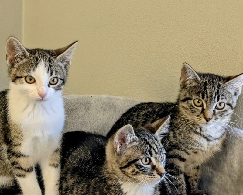 Katzenkinder Katzenkinder
