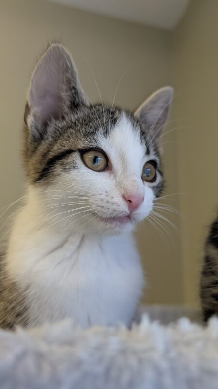 Katzenkinder