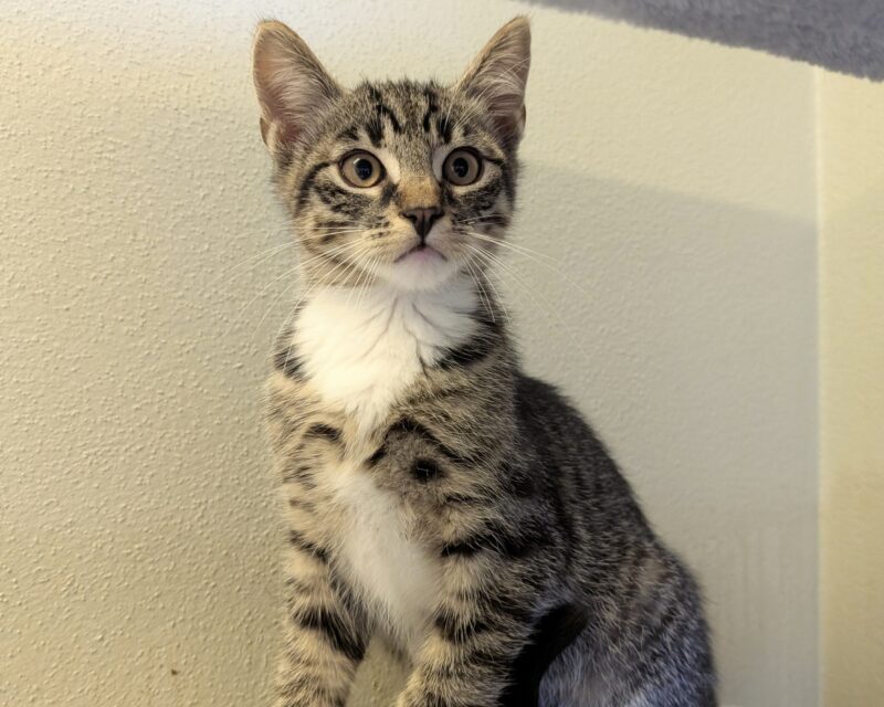 Katzenkinder