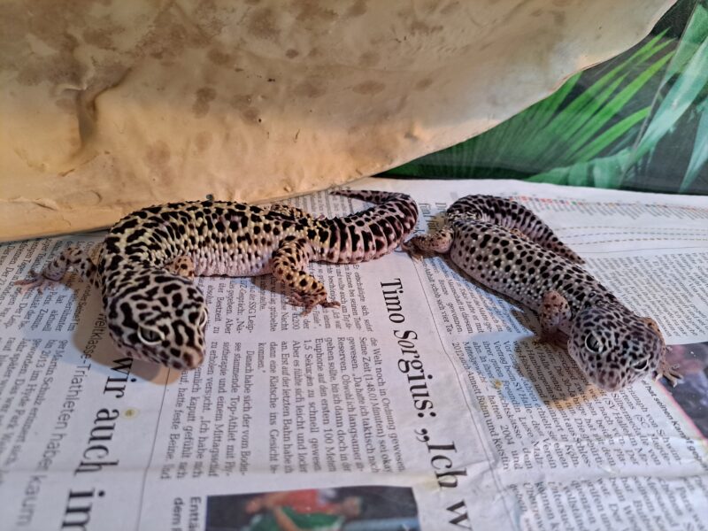 Leopardgecko