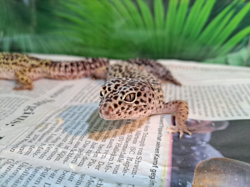 Leopardgecko