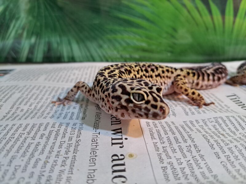 Leopardgecko