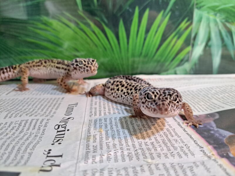 Leopardgecko