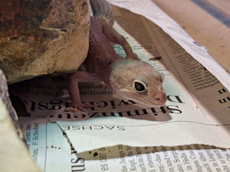 Leopardgecko