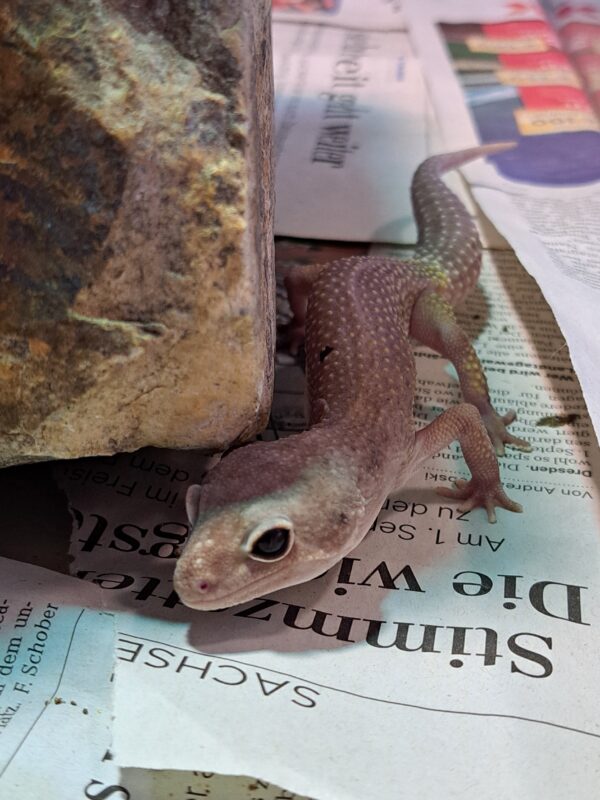 Leopardgecko