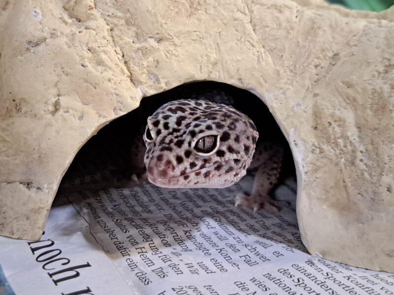 Leopardgecko