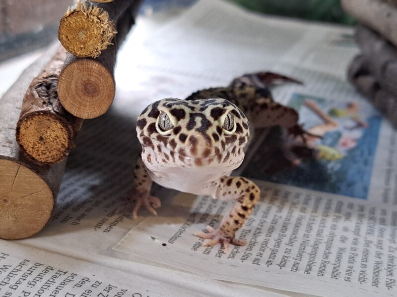 Leopardgecko