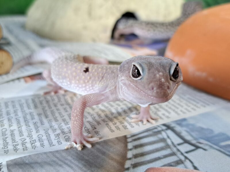 Leopardgecko