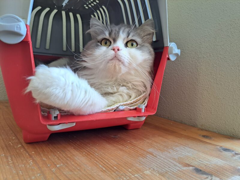 Flauschbert