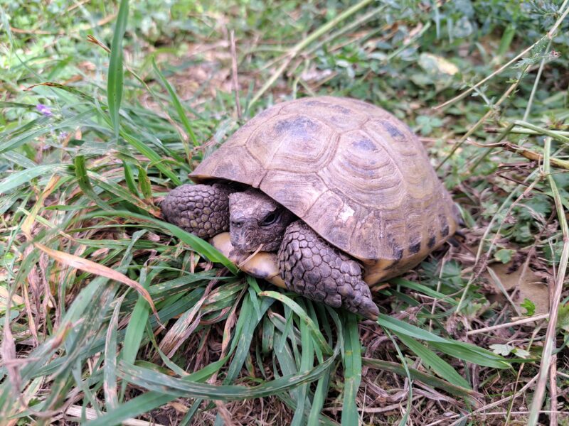 Vierzehen-Landschildkröte „Pjotr“