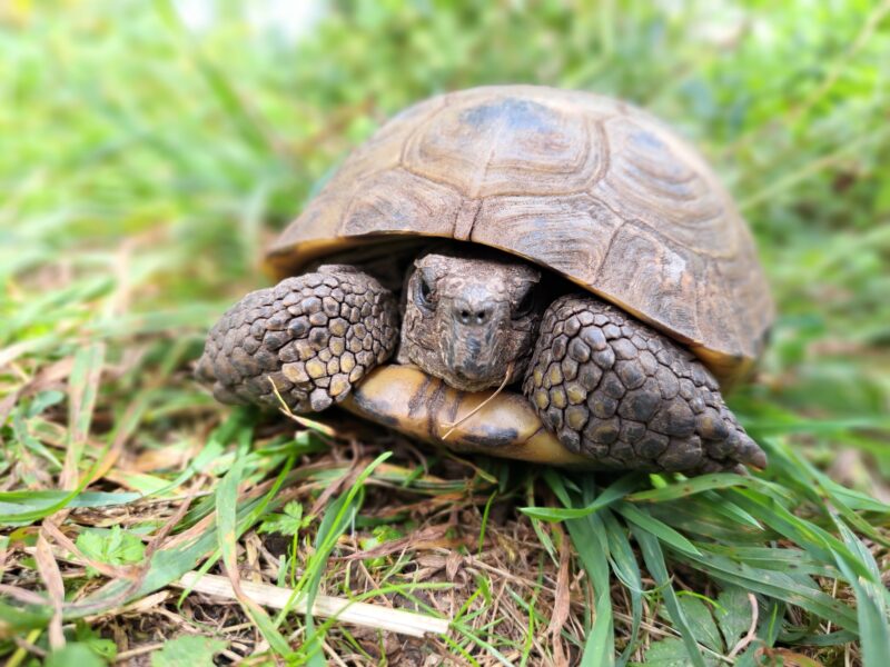 Vierzehen-Landschildkröte „Pjotr“