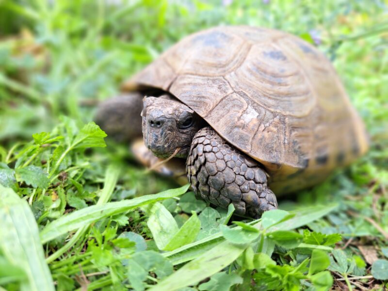 Vierzehen-Landschildkröte „Pjotr“