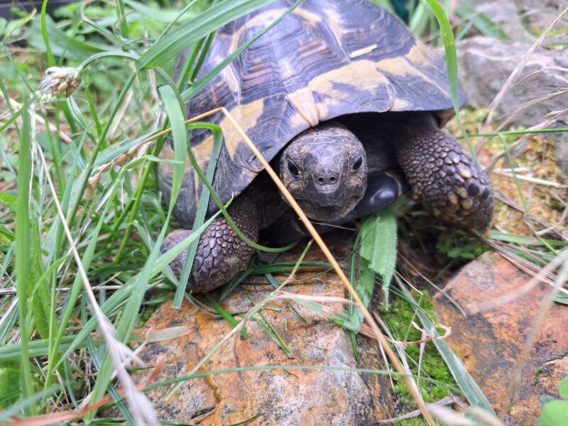 Griechische Landschildkröte „Fylaki“