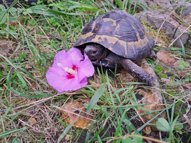 Griechische Landschildkröte „Fylaki“
