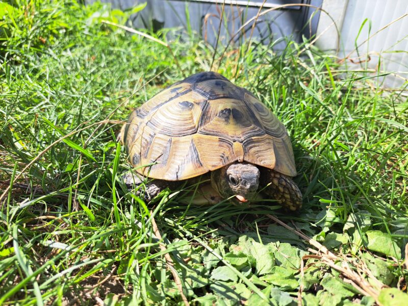 griechische Landschildkröte „Thera“