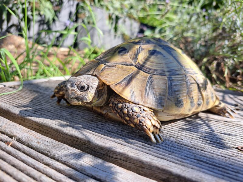 griechische Landschildkröte „Thera“