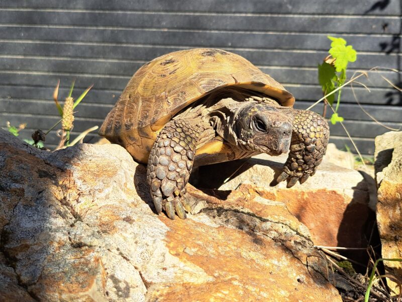 Vierzehen-Landschildkröte „Pjotr“