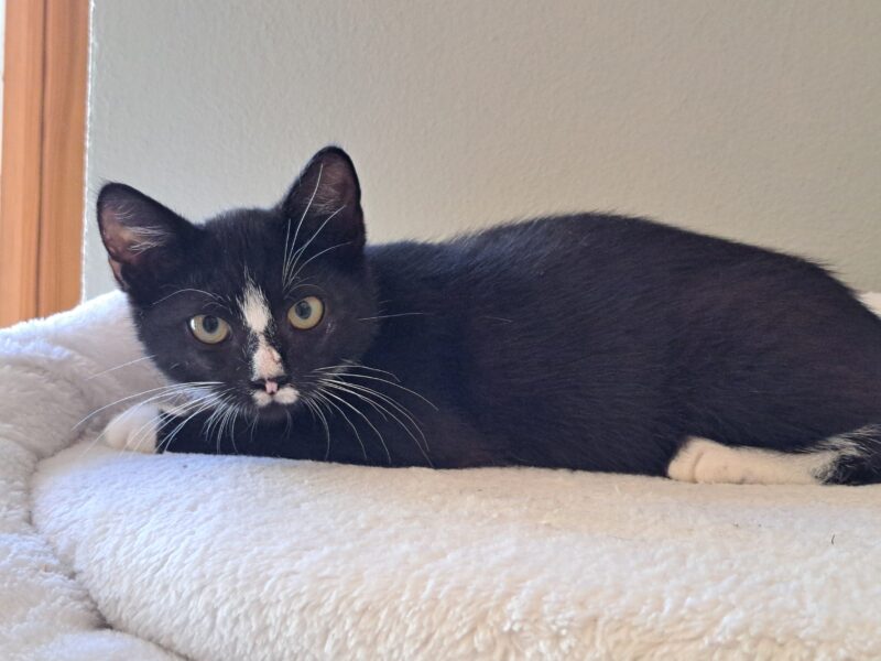 Tamino