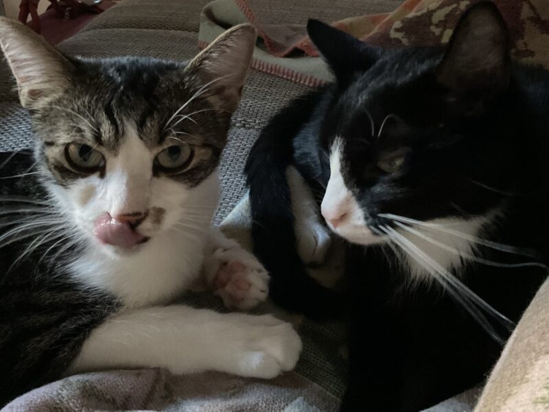 Rudi und Moritz wollen nicht ins Tierheim Rudi und Moritz wollen nicht ins Tierheim