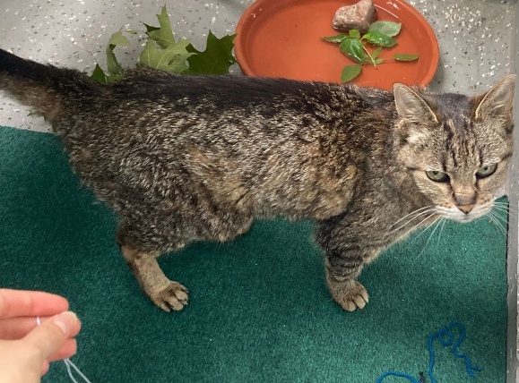 Greta möchte nicht ins Tierheim