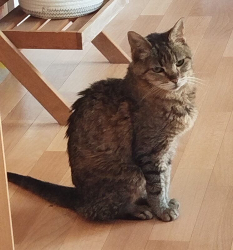 Greta möchte nicht ins Tierheim