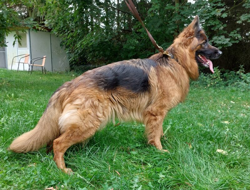 Anja