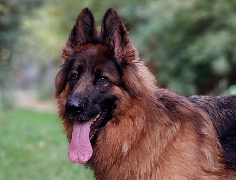 Anja
