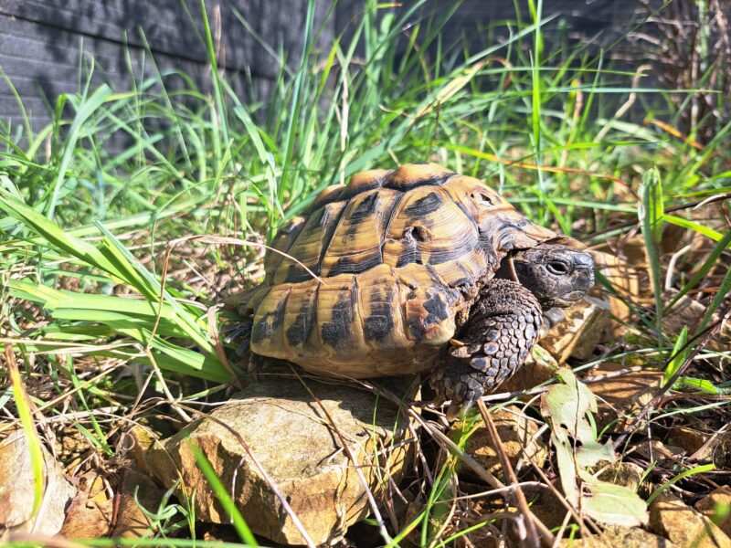 griechische Landschildkröte „Christos“
