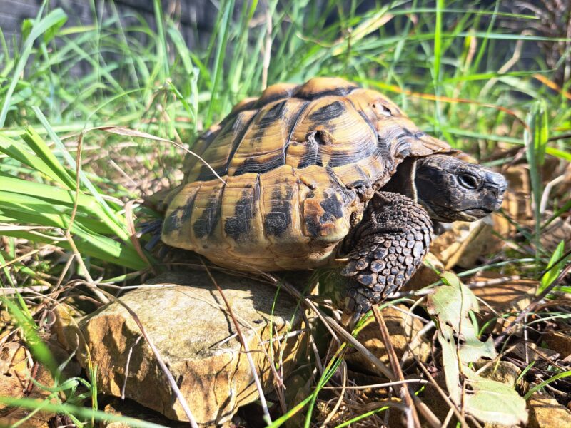 griechische Landschildkröte „Christos“