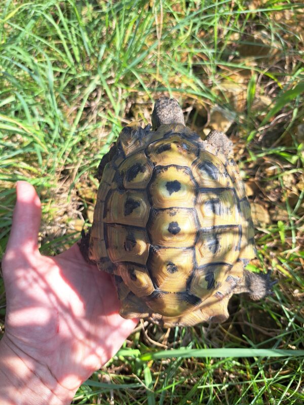 griechische Landschildkröte „Christos“