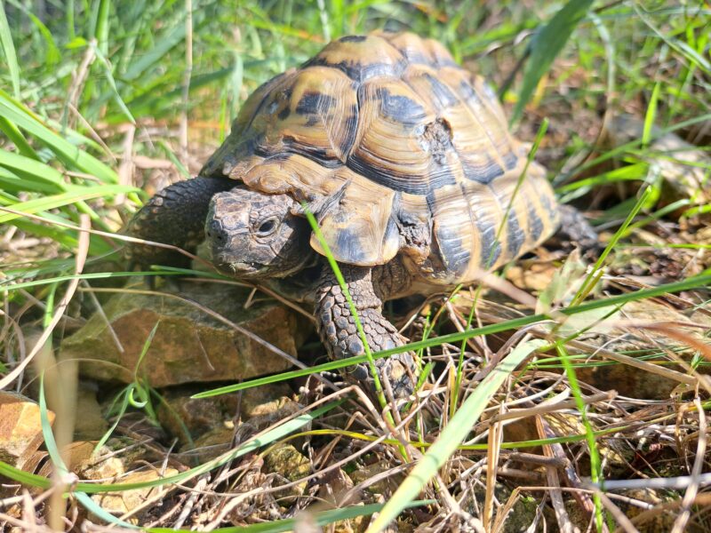 griechische Landschildkröte „Christos“