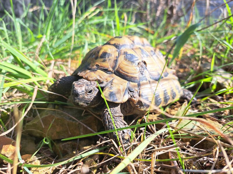 griechische Landschildkröte „Christos“
