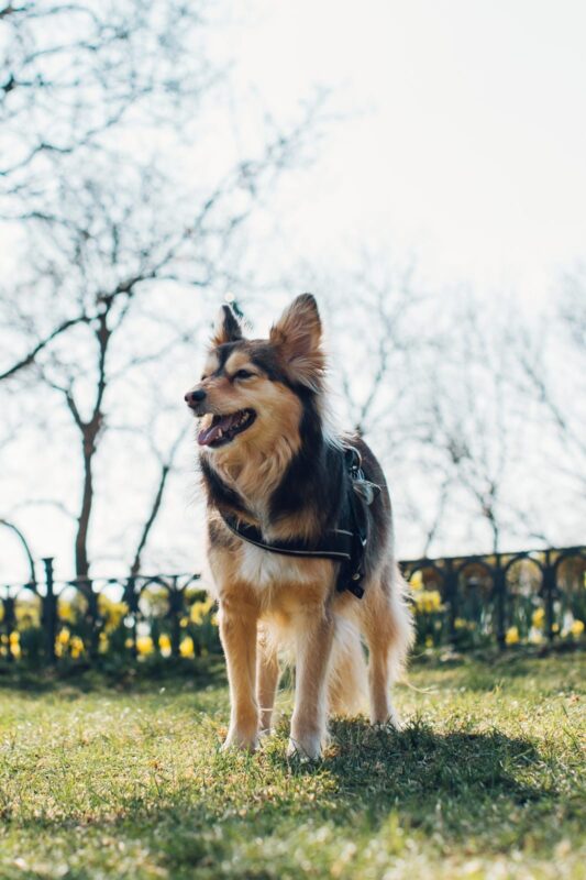 Kitsune möchte nicht ins Tierheim