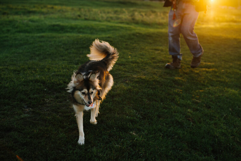 Kitsune möchte nicht ins Tierheim