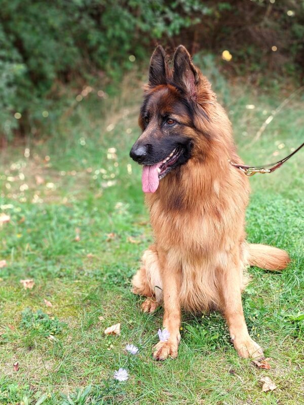 Anja