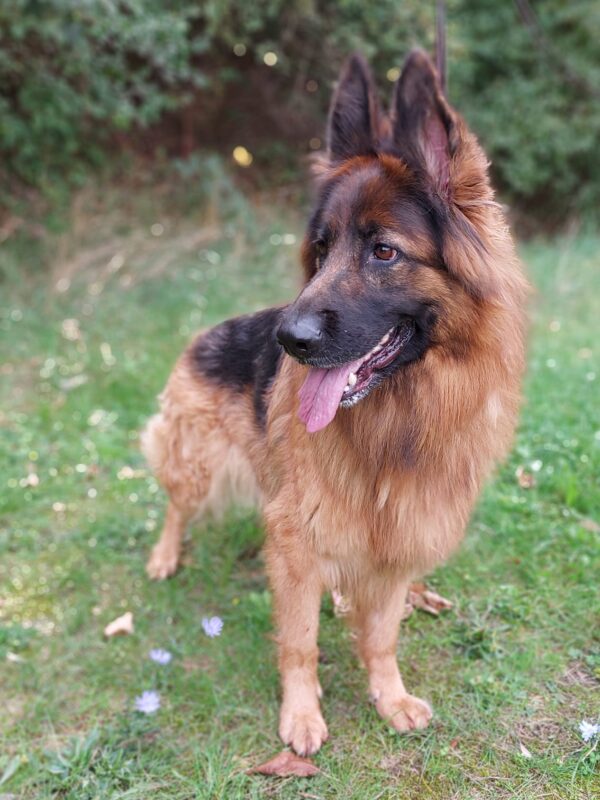 Anja