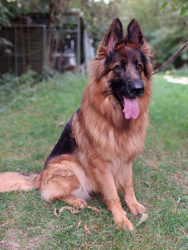Anja