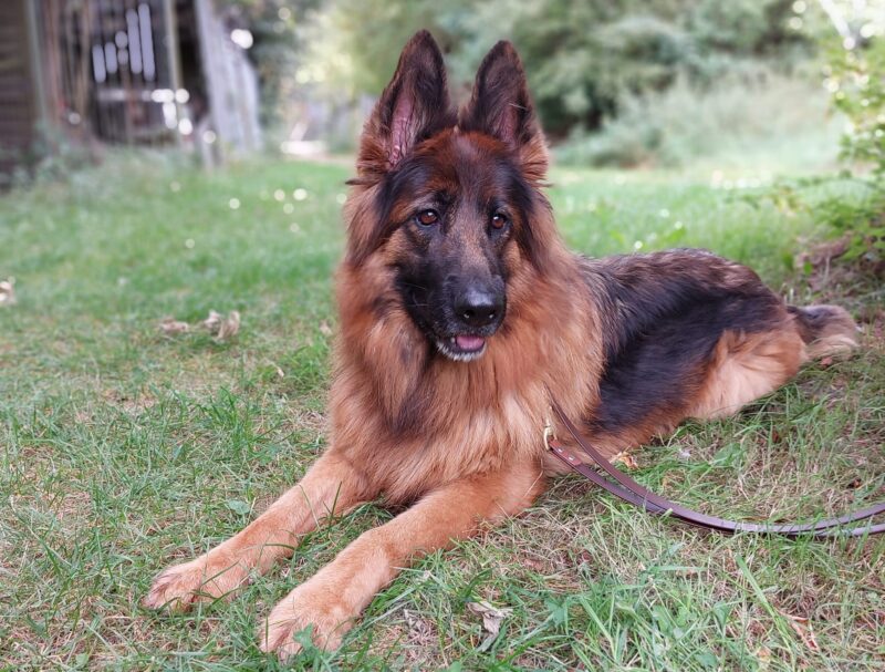 Anja