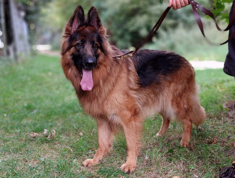 Anja