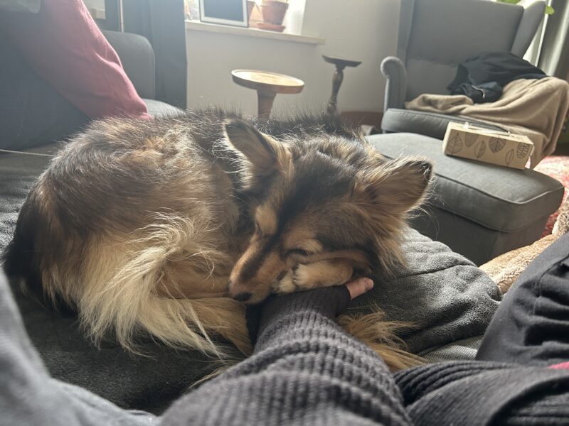 Kitsune möchte nicht ins Tierheim