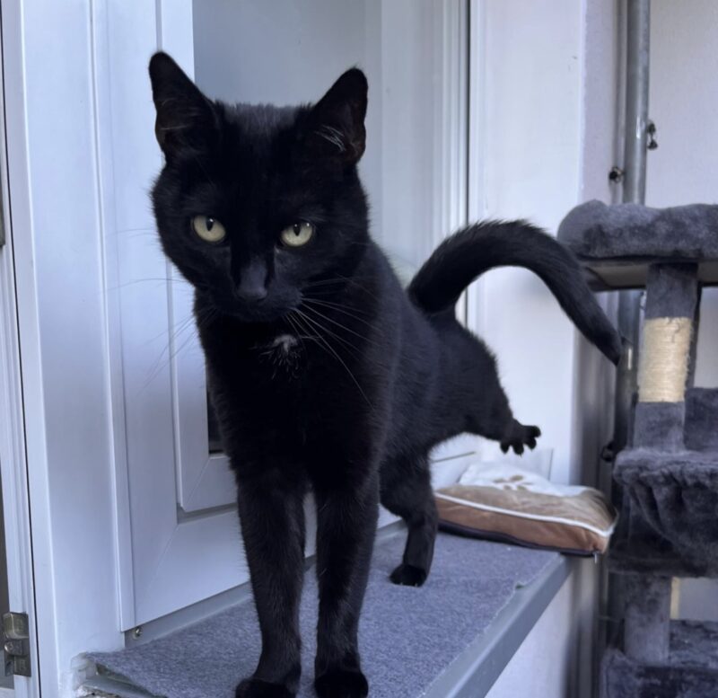 Kitty möchte nicht ins Tierheim